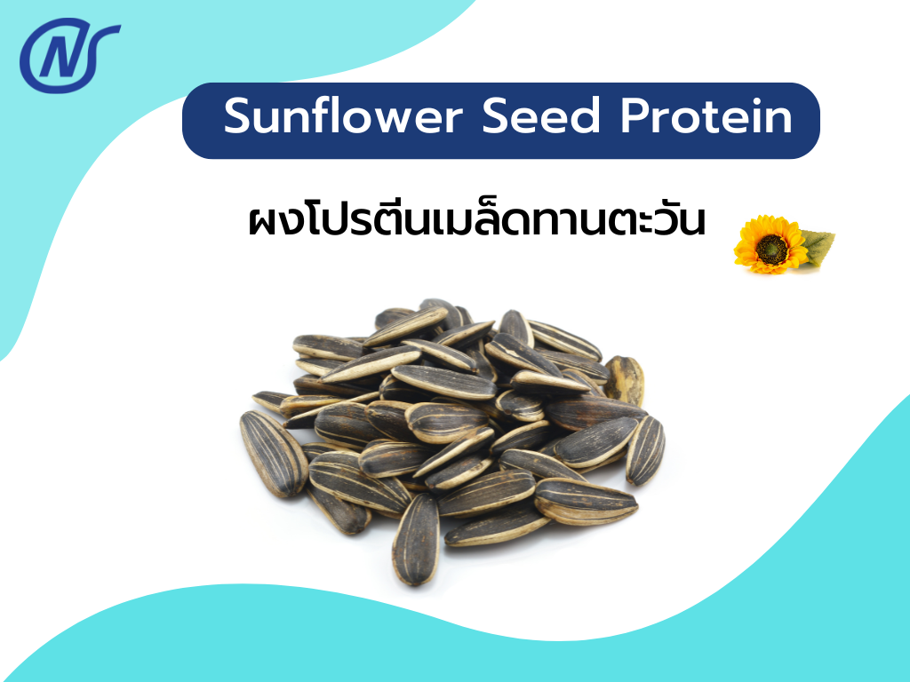 Sunflower Seed Protein